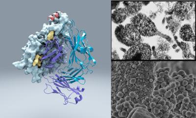 Protein M Study