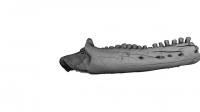 <em>Egernia Gillespieae</em> 3D Render