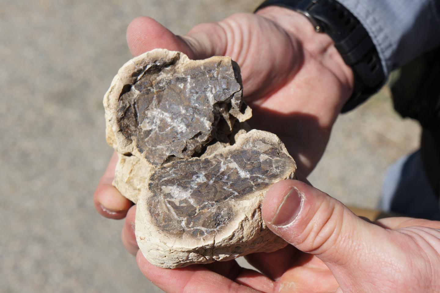 New Colorado Fossil Record Documents Life's Rebound After Cretaceous-Paleogene Extinction (1 of 12)