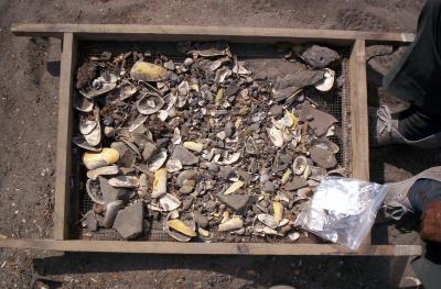 Midden Contents