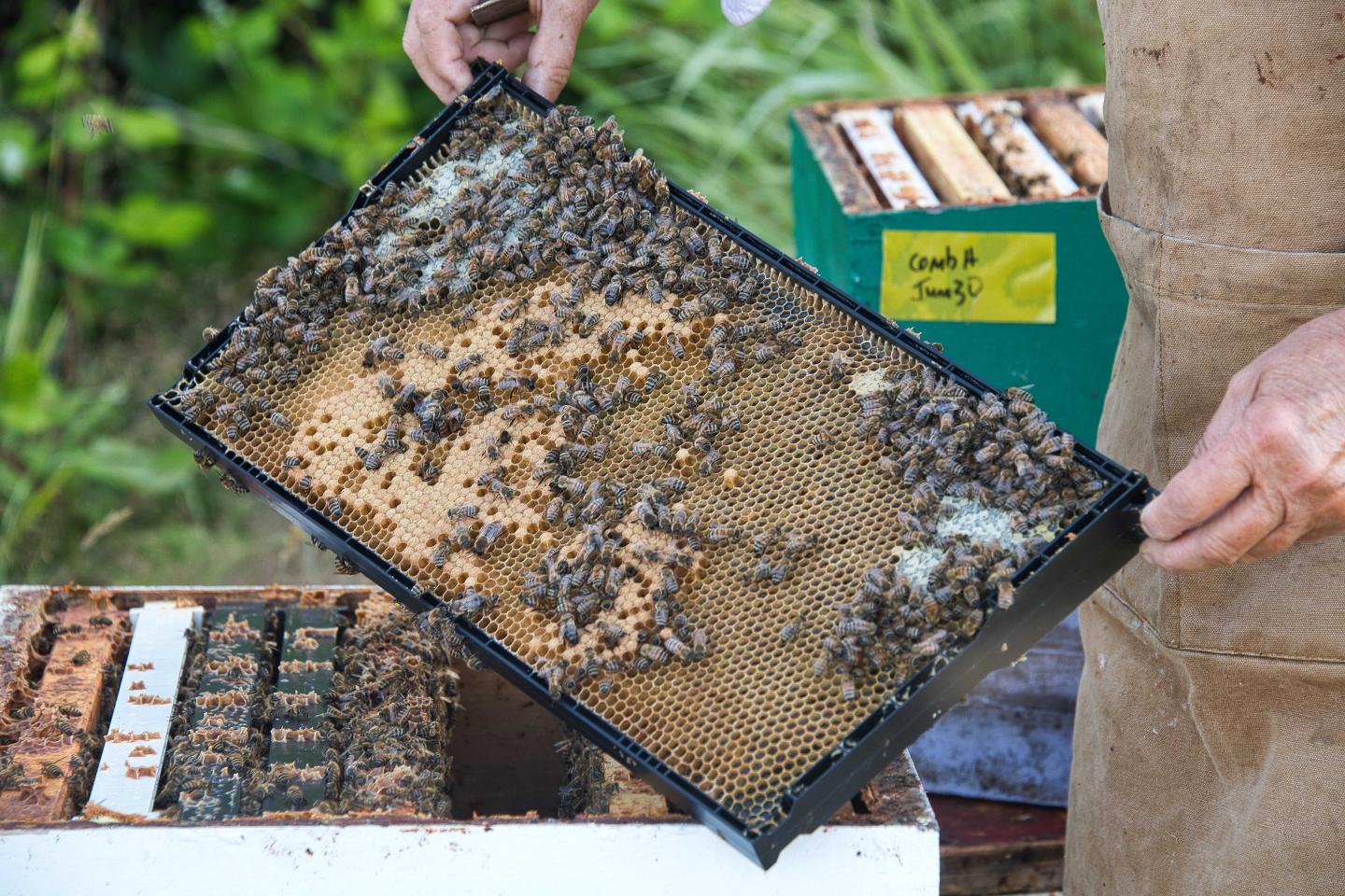 Honey Bees