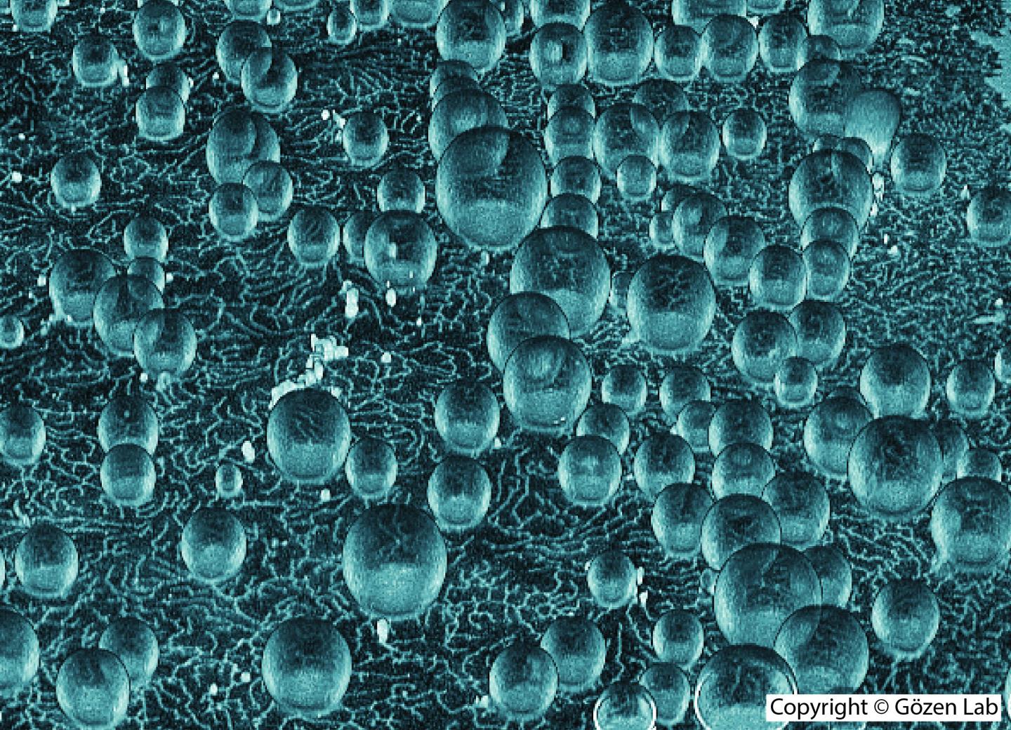 Spontaneously Formed Protocells