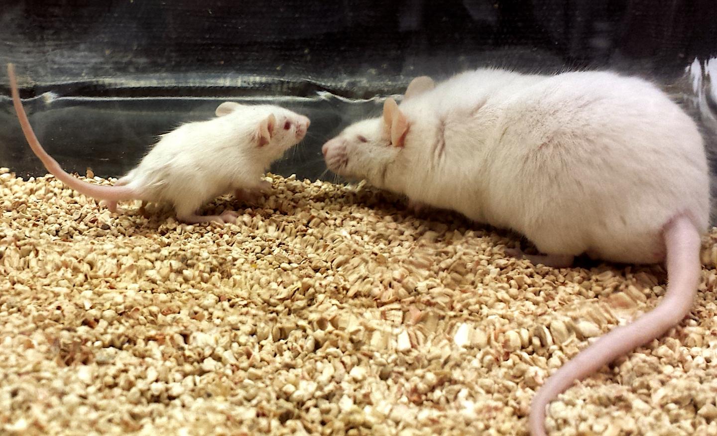 Mice Used in the Experiments.