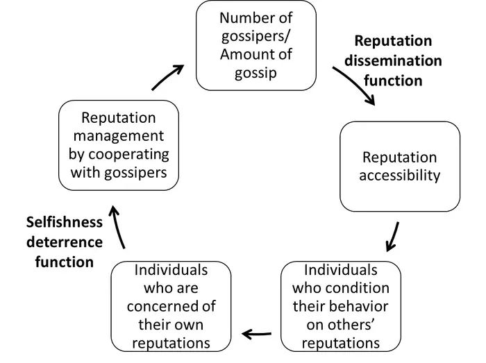 The evolutionary cycle of gossip