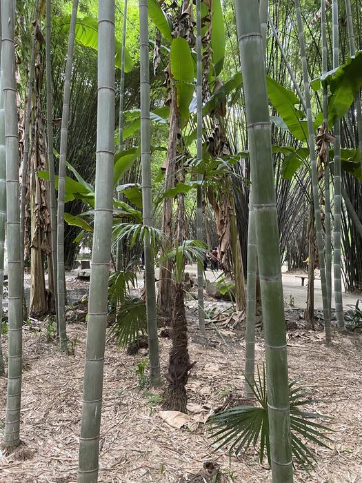 Grassy trees: bamboo, palms, and bananas