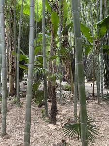 Grassy trees: bamboo, palms, and bananas