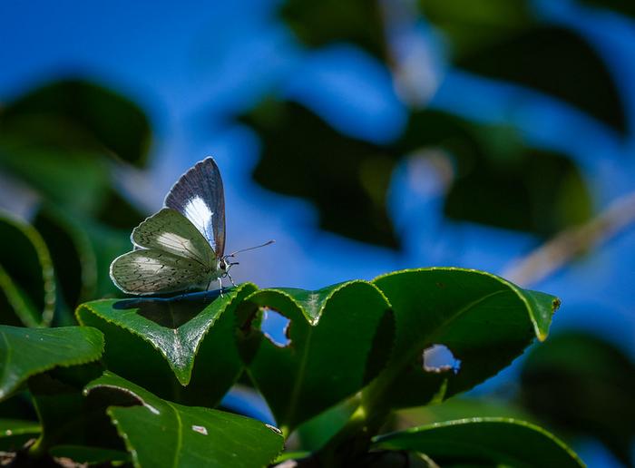 Candalides absimilis (The Pencilled Blue)