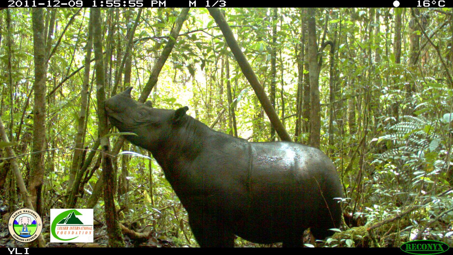 Wild Sumatran Rhinoceros