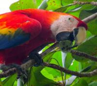 Wild Macaw Eating Fruits by the Beach