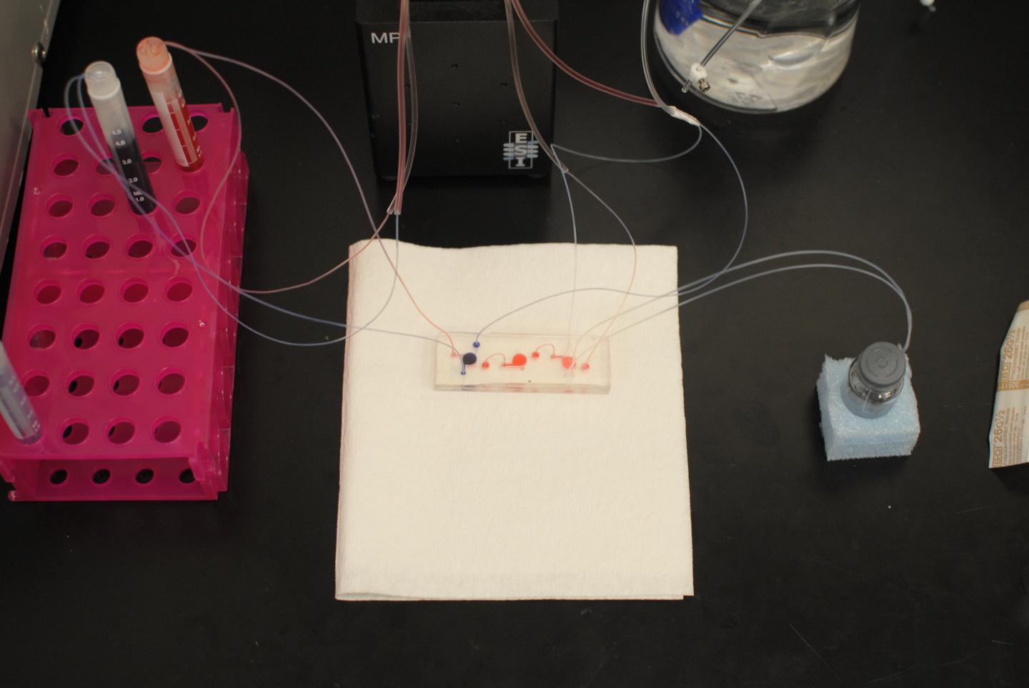 Lung-On-A-Chip Platform