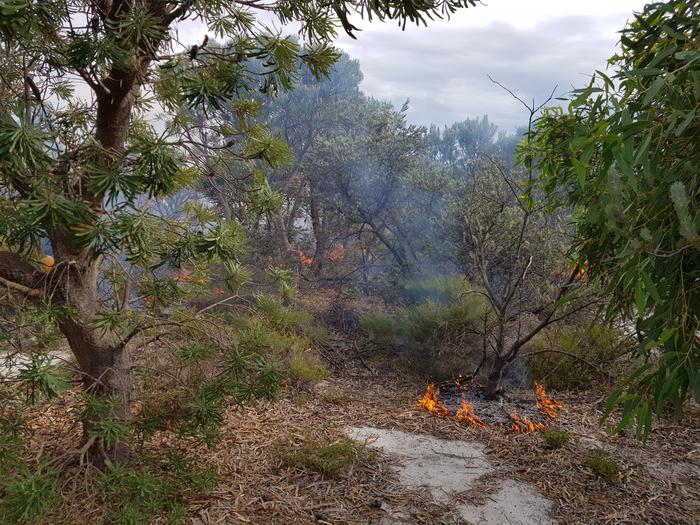 Burns in more developed restored Banksia woodlands