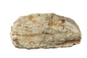 Skeleton of Mirasaura