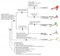 Evolutionary Tree of Pachyptera