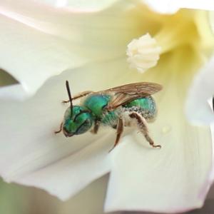 A sweat bee in San Diego County, California