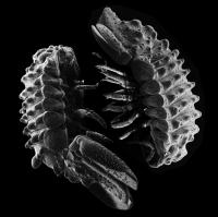 New Los Angeles Marine Pillbug Species