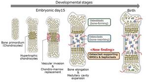 Developmental process of bone and bone marrow