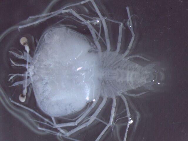 A Larval Lobster