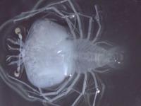 A Larval Lobster