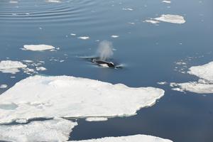 Bowhead whale credit Kit Kovacs and Christian Lydersen - Norwegian Polar Institute