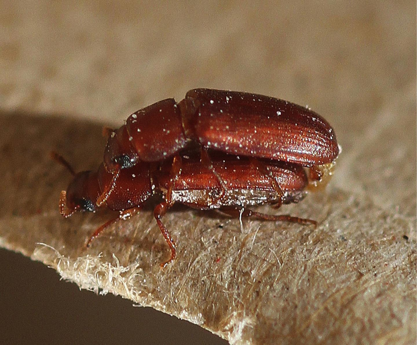 Mating Flour Beetles