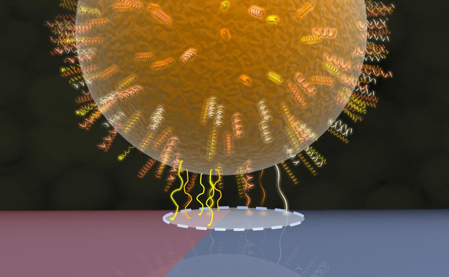 Bacteria on Surfaces: Strength of Adhesion Does not Depend on Size of Contact Area
