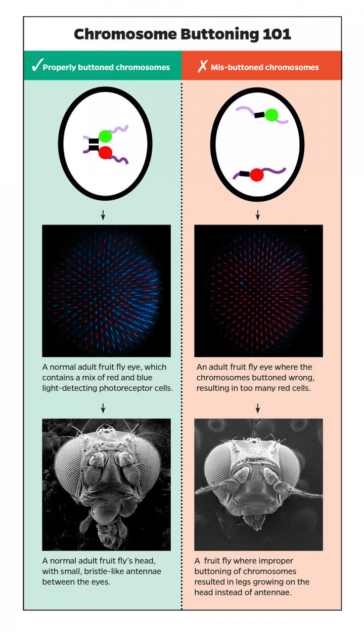 Chromosome Buttoning 101