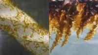 Sugar Kelp