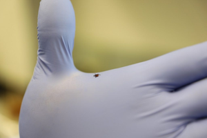 Tick on glove