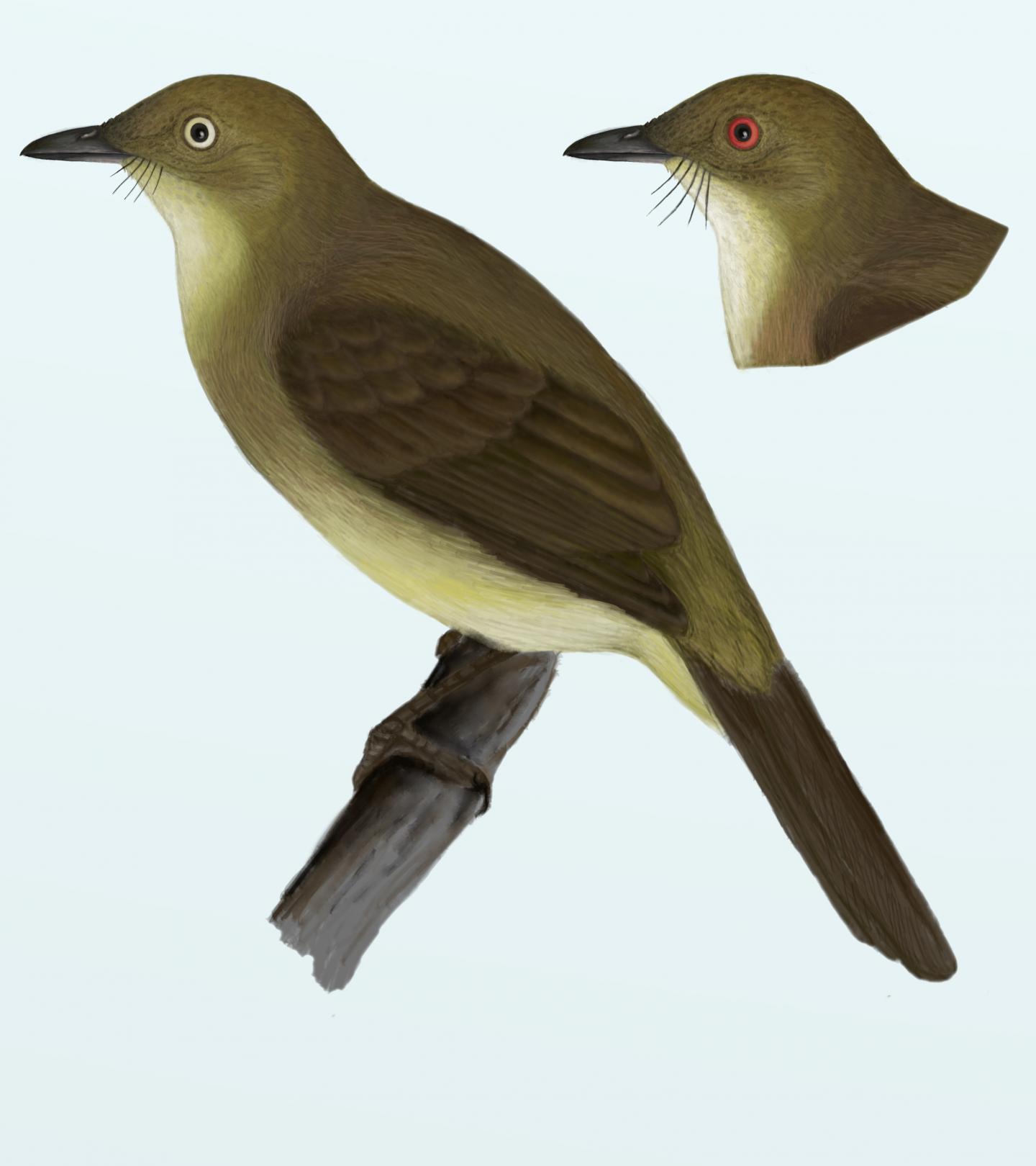 Cream-eyed Bulbul