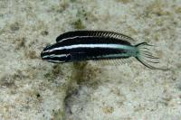 Meiacanthus kamoharai
