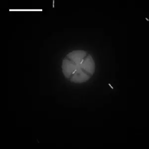 E. coli in confined spaces power symmetric discs.