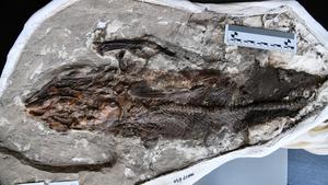 Fish Fossil
