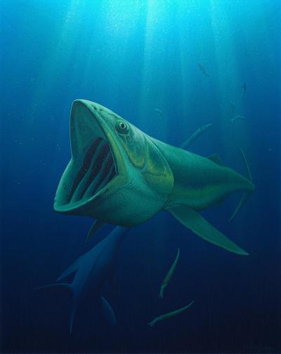 The Evolution of Filter Feeding, Before and After Whales (5 of 7)