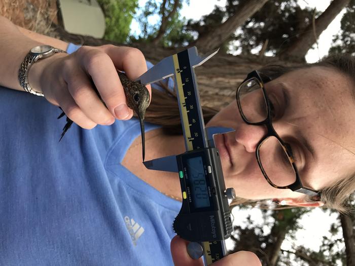 Hummingbird measurement