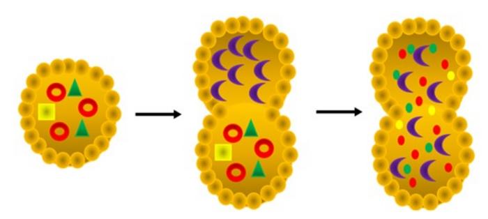 Autophagy: Cancer Cells’ Survival Mechanism