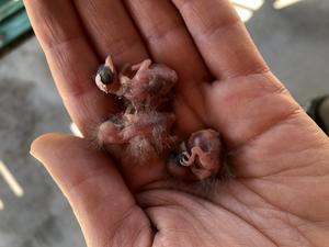 The effects of temperature on nestling growth in a songbird depend on developmental constraints