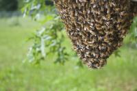 Swarm Picture