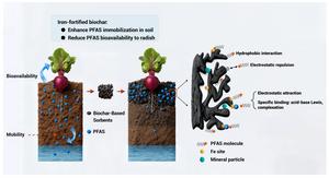 Iron-fortified hemp-derived biochar reduces per- and poly-fluoroalkyl substances bioaccumulation in radish (Raphanus sativus L.)