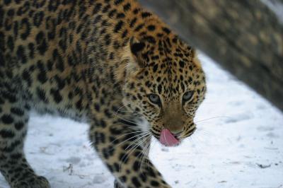 Amur Leopard
