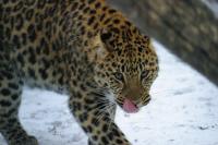 Amur Leopard