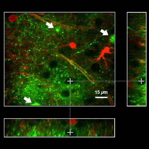 New Optical Nanosensor