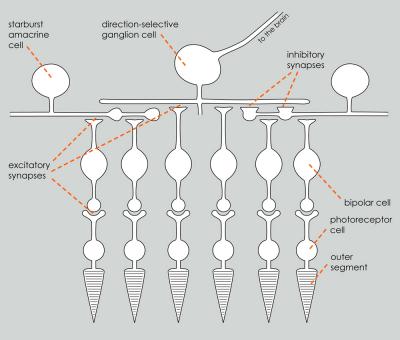 Neuronal Network in the Retina