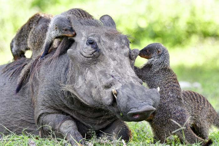 Mongoose-warthog cooperation