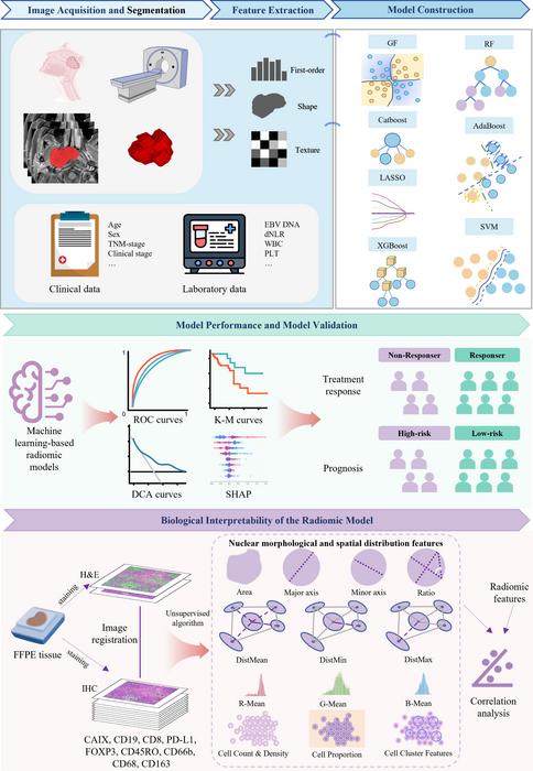 Fig. 1. Overall study design. The main steps include MR image acquisition and segmentation, feature extraction, model development, model perfomance and validation, as well as biological interpretability of the radiomic model.