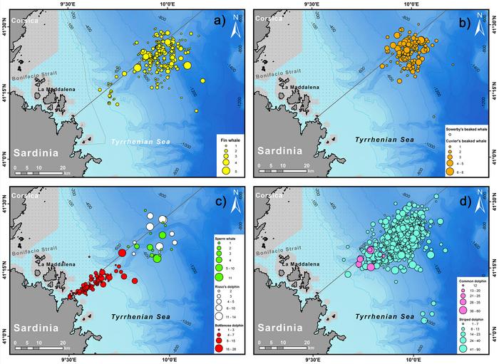 The Caprera Canyon (north–eastern Sardinia): A hotspot of cetacean diversity in the western Mediterranean Sea