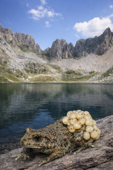 Common midwife toad in the Pyrenees