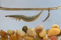 Larvae