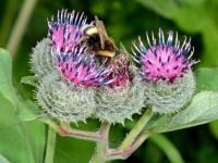 A bumblebee