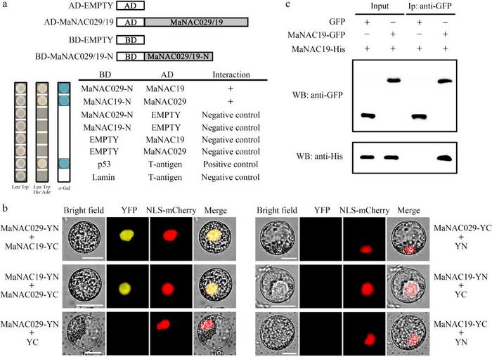 Figure 2. MaNAC029 interacts with MaNAC19.