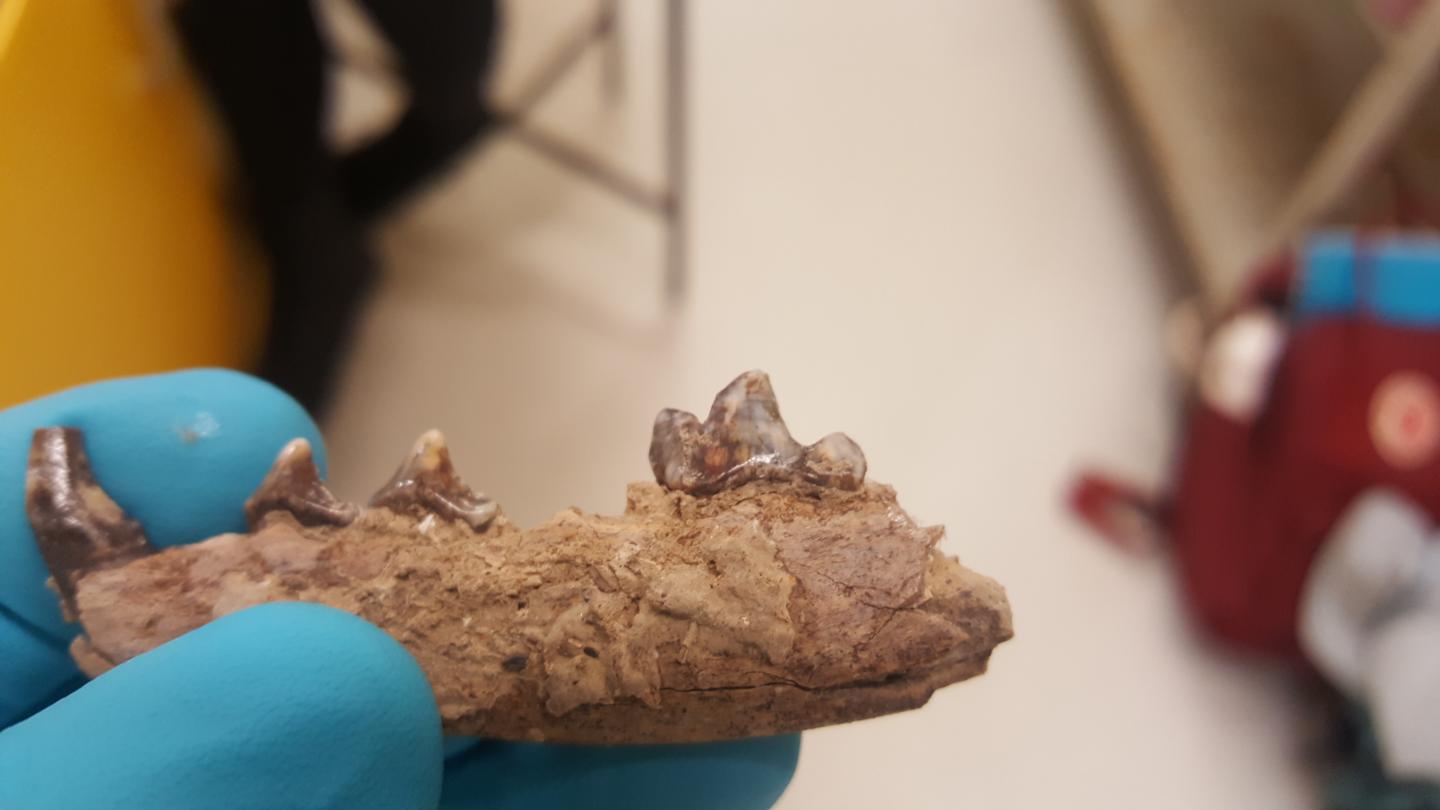 arctic fox teeth 2